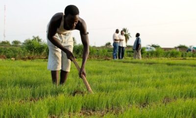 شكاوى من تكرار التفلتات الأمنية بمعسكرات المزارعين بالقضارف