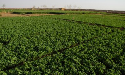 لاستقرار الأمن     زكاة القضارف تشرع في زراعة الحيازات بالفشقة