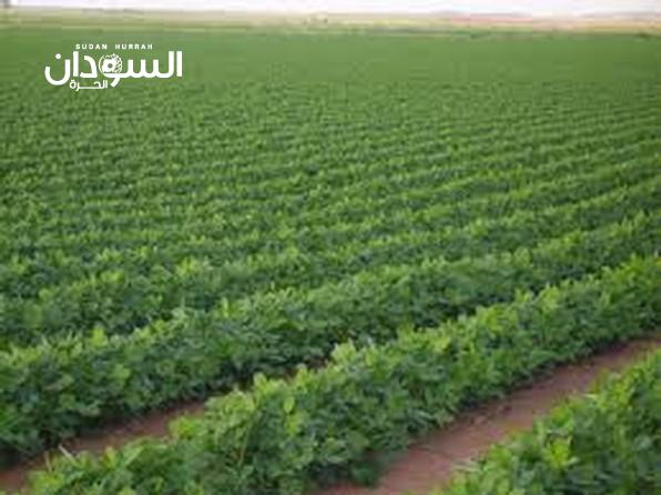 مذكرة تفاهم بين البحوث الزراعية والشركة الأفريقية