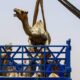 السودان يستأنف تصدير الإبل إلى السعودية – السودان الحرة