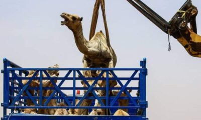 تصدير إبل إلى السعودية - السودان الحرة