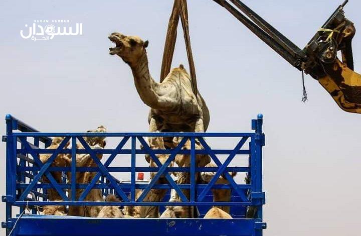 تصدير إبل إلى السعودية - السودان الحرة
