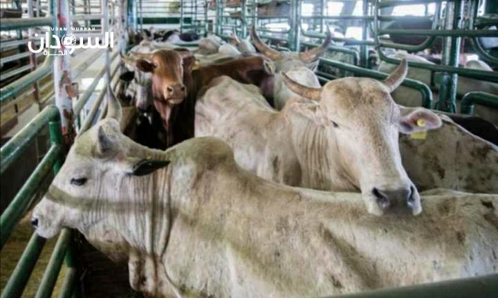 استئناف صادر الماشية إلى مصر