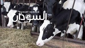 تصدير أكثر من ألف رأس من البقر إلى دولة قطر