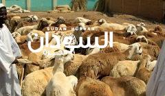 مطالبة بحل مشكلة توقف صادر الضأن للسعودية