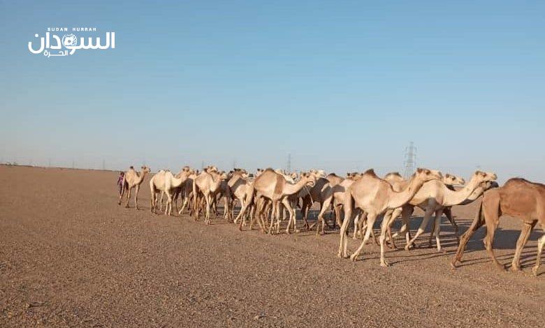 مكافحة التهريب تحبط محاولة تهريب (246) رأس من الإبل