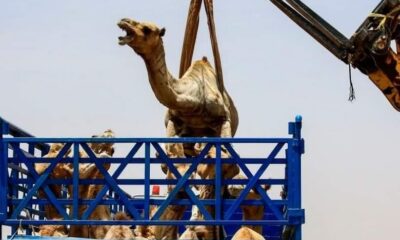 تصدير 126 رأساً من الإبل للسعودية