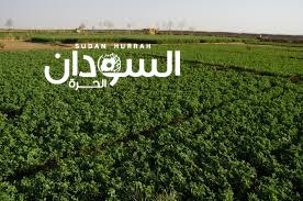 تكرار حادثة نهب المشاريع الزراعية بالقضارف