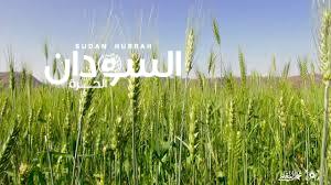 بدء ترحيل الخيش لحصاد القمح بالجزيرة
