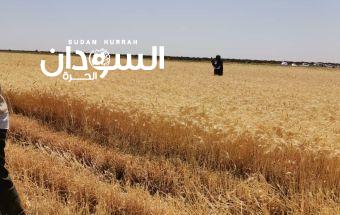 إنتاجية عالية من القمح بمشروع الجزيرة