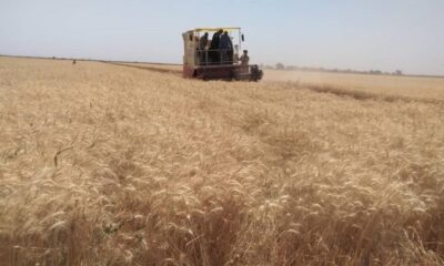 تحديد (18) ألف جنيه لحصاد فدان القمح بمشروع الجزيرة – السودان الحرة