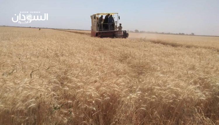 تحديد (18) ألف جنيه لحصاد فدان القمح بمشروع الجزيرة – السودان الحرة