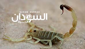 لدغات العقارب تهدد حياة الأطفال والطلاب في المناصير