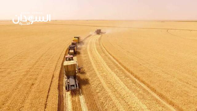 ترتيبات لتوفير معينات حصاد القمح بمشروع الجزيرة