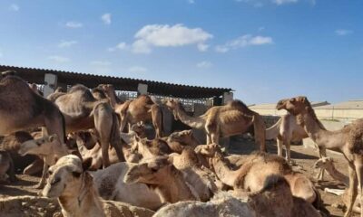 السلطات السودانية تحبط محاولة تهريب إبل – السودان الحرة