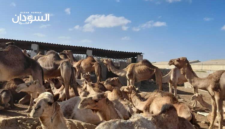 السلطات السودانية تحبط محاولة تهريب إبل – السودان الحرة