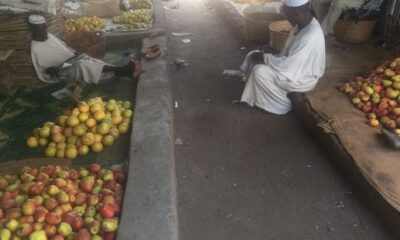 تفاح جبل مرة ملقي على الطرقات