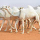 السودان يصدر شحنة ثانية من الإبل “الذبيح” إلى السعودية – السودان الحرة