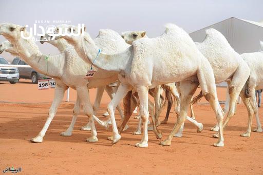 السودان يصدر شحنة ثانية من الإبل “الذبيح” إلى السعودية – السودان الحرة