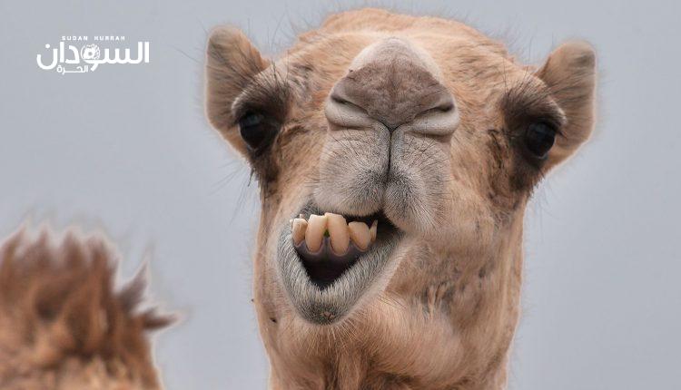 السودان يرسل شحنة إبل جديدة إلى السعودية – السودان الحرة