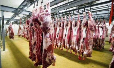 تصدير شحنة لحوم حمراء إلى السعودية
