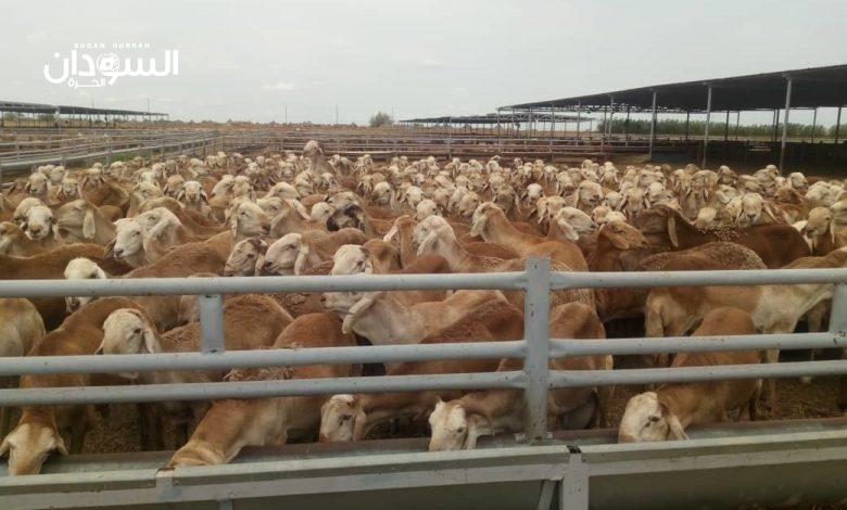 تصدير أكثر من 63 ألف رأس من الماشية للأسواق الخليجية
