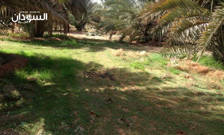 تطورات في محاكمة متهمين بقتل شابين ذبحاً داخل مزرعة