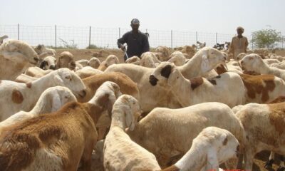 الماشية السودانية من جديد إلى الأسواق السعودية