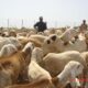 الماشية السودانية من جديد إلى الأسواق السعودية