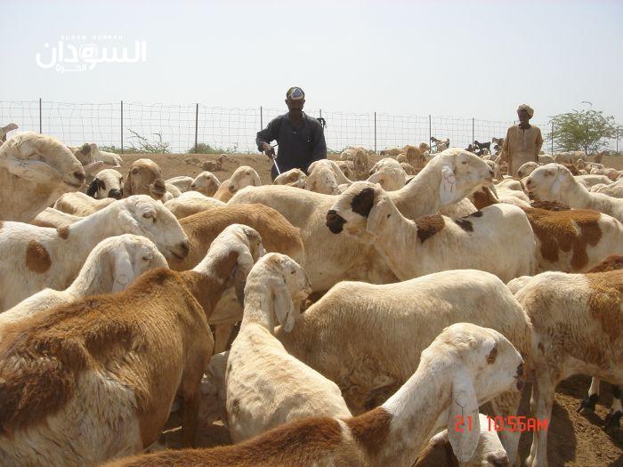 تصدير (53) ألف رأس من الضأن الحي للسعودية