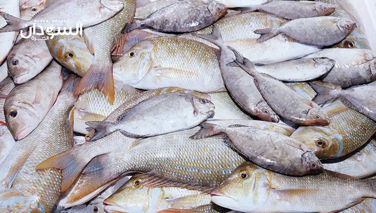 الأسماك.. ثروة يتهددها الإهمال