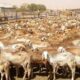 تصدير أكثر من (33) ألف رأس من الماشية للسعودية – السودان الحرة