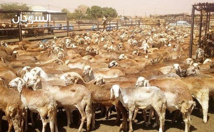 تصدير أكثر من (33) ألف رأس من الماشية للسعودية – السودان الحرة