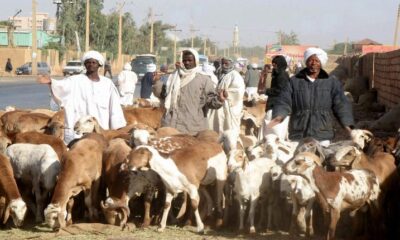 تصدير 473 ألف رأس ماشية إلى أربع دول – السودان الحرة