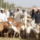تصدير 473 ألف رأس ماشية إلى أربع دول – السودان الحرة