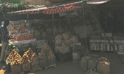 ”12″ مليون دولار خسائرنا جراء استيراد البرتقال المصري – السودان الحرة