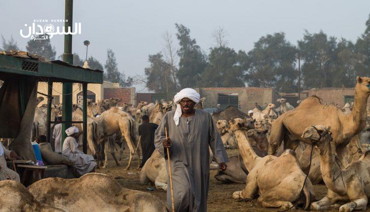 السودان يعلن تصدير ماشية إلى السعودية – السودان الحرة