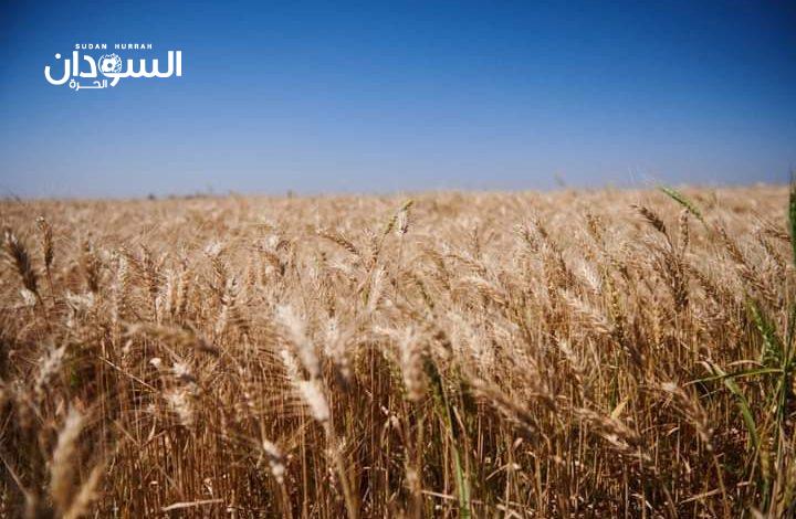 محافظ مشروع الجزيرة يكشف حقيقة رفض المالية شراء القمح