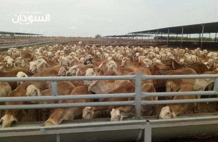 إستئناف صادر المواشي الحية للسعودية