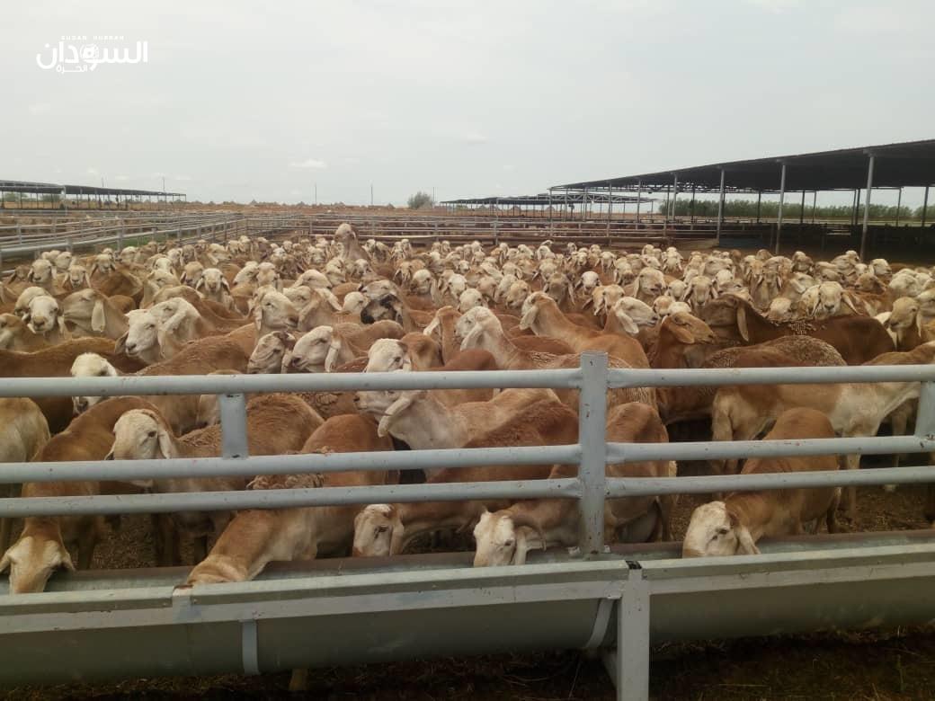 إعفاء الإرساليات الحيوانية الواردة للسعودية من فحص الحمى القلاعية