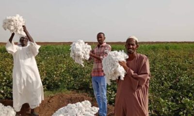 تجمُّع مزارعي الجزيرة والمناقل يُعلن مُقاطعته زراعة القطن والقمح بصورة نهائية