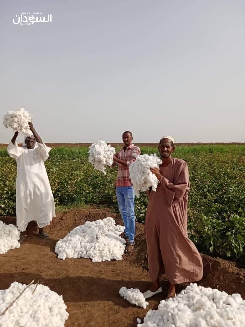 تجمُّع مزارعي الجزيرة والمناقل يُعلن مُقاطعته زراعة القطن والقمح بصورة نهائية
