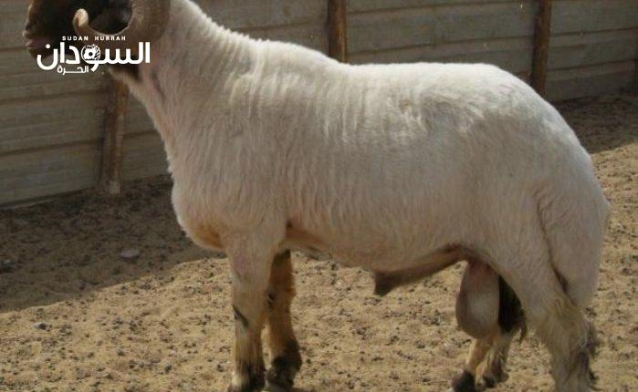 السودان..تصدير 53 ألف و225 رٍأسًا من الضأن إلى السعودية – السودان الحرة