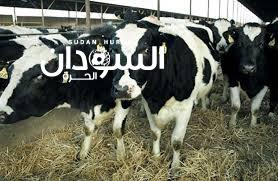 تصدير 1975 رأسًا من الأبقار السودانية إلى سلطنة عمان