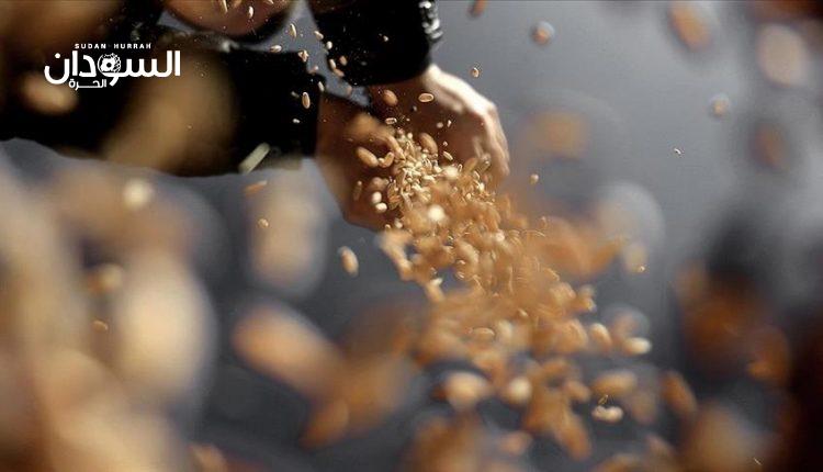 السودان..اتّجاه في الحكومة لدعم القمح – السودان الحرة