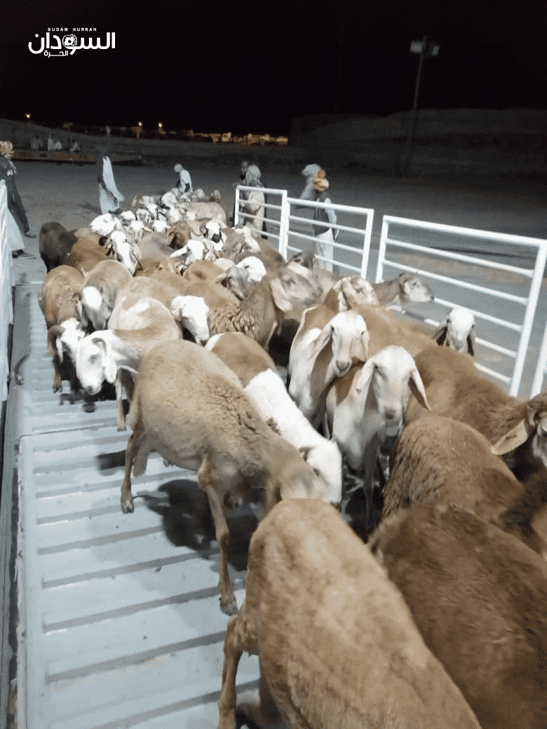 تصدير (١٨٩) ألف رأس من الضأن الحي للسعودية