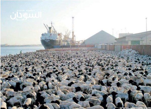 للتصدير إلى السعودية .. ترحيل (79) ألف رأس ضأن إلى سواكن – السودان الحرة