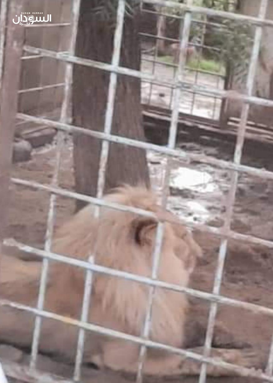 عاجل (السوداني): أسد يتهجّم على طفلة في حديقة الحيوان بالدندر، اليوم، محدثاً لها جروحاً، أدت إلى وفاتها