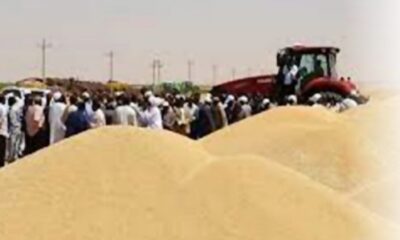 القمح.. عندما يصبح الإنتاج أزمة
