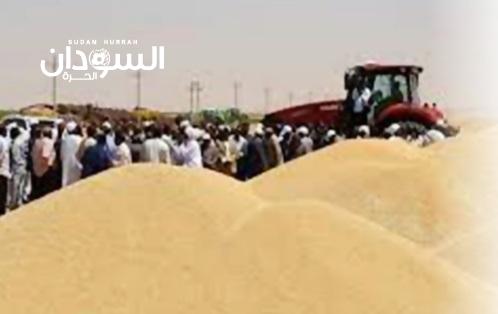 القمح.. عندما يصبح الإنتاج أزمة